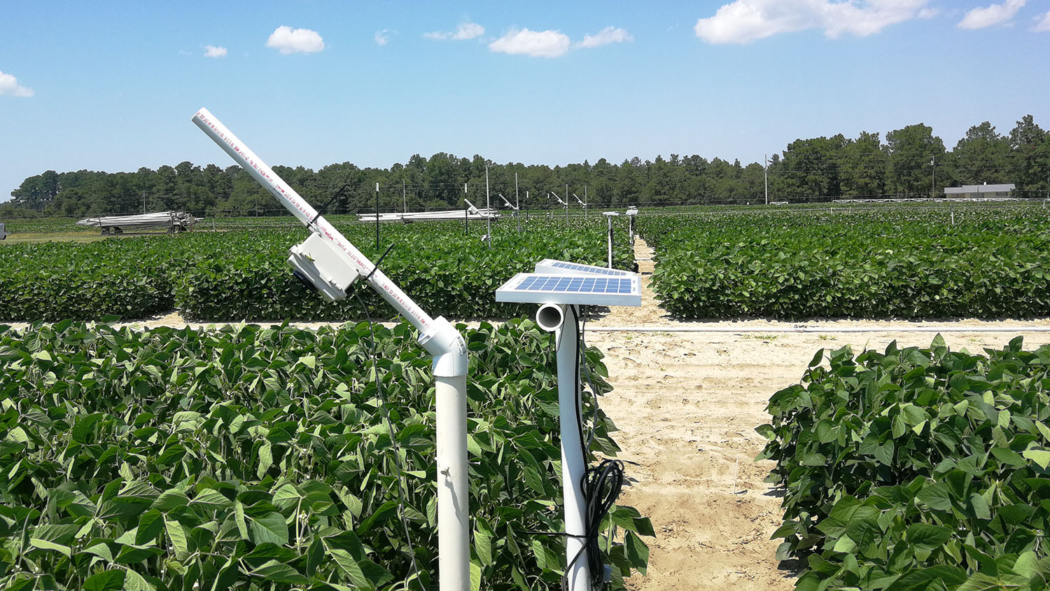 A StressCam, a low-cost camera system to monitor crop stress, over a field of soybeans at the Sandhills Research Station.