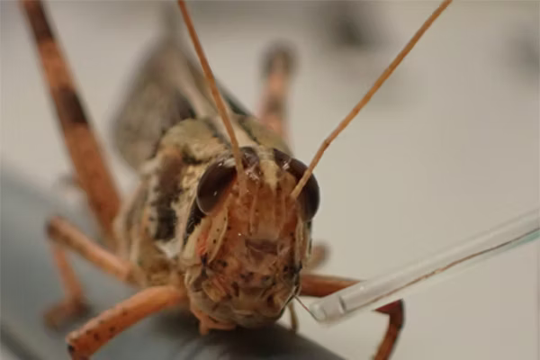close-up image of locust
