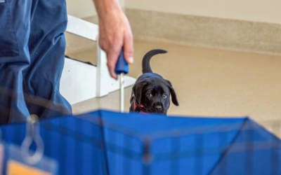 Ivan, a seeing eye puppy, eyes an umbrella as part of his training.