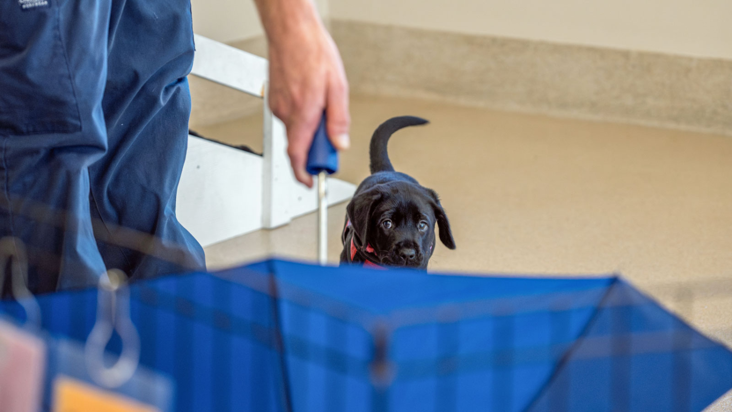 Ivan, a seeing eye puppy, eyes an umbrella as part of his training.